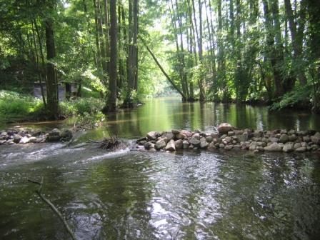 płynie rzeka lasem