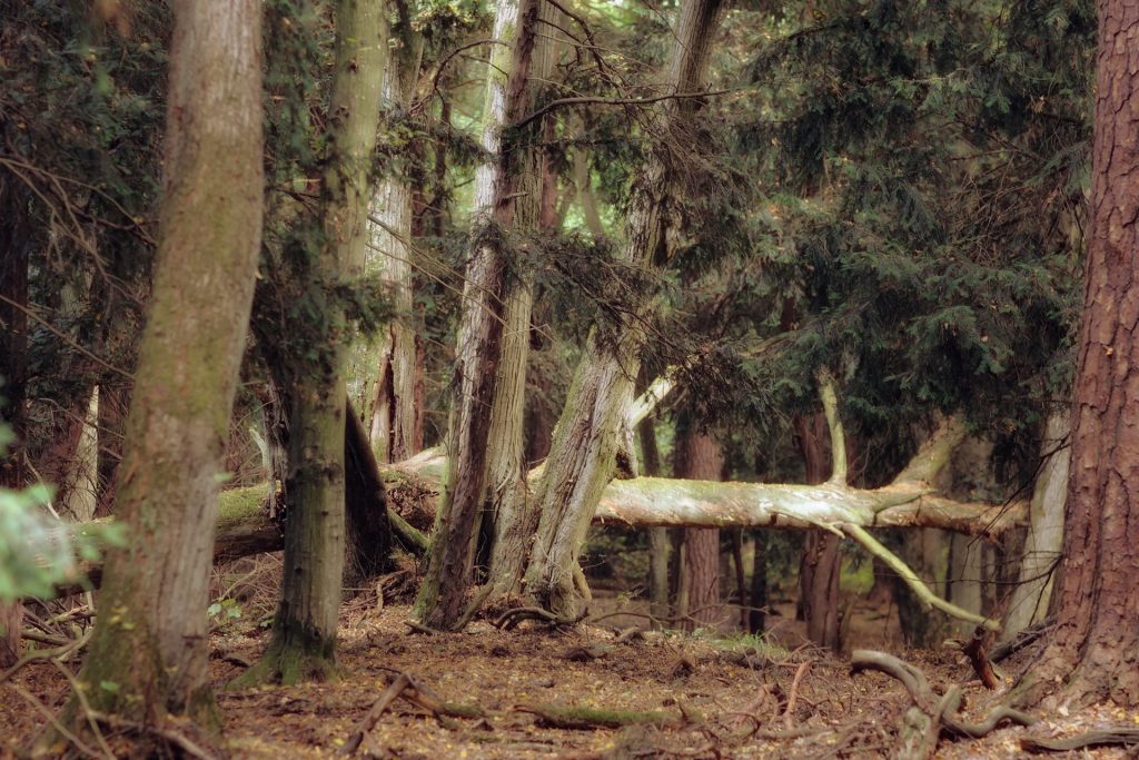 Wierzchlas Cisy Staropolskie