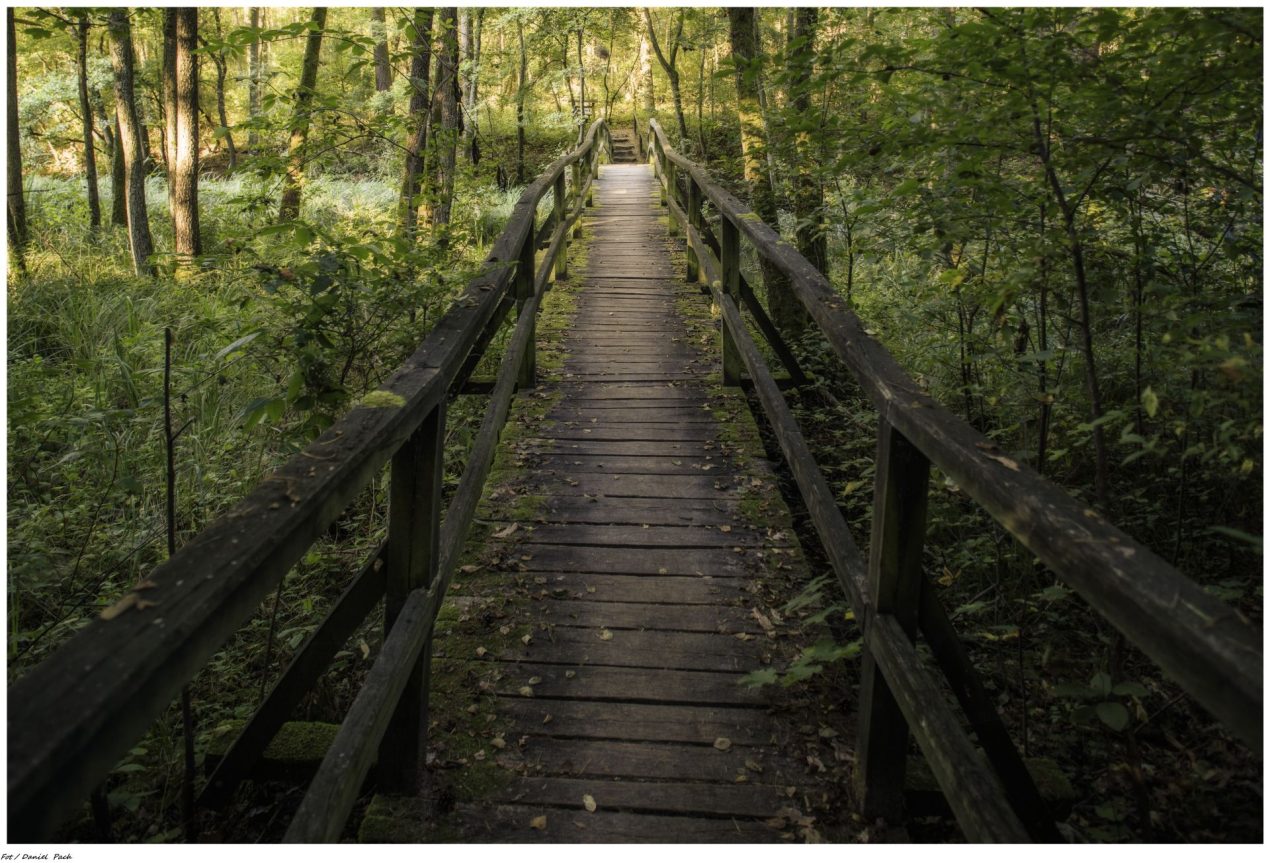 Ilustracja do wpisu: Ścieżka przyrodniczo-dydaktyczna „Jelenia Wyspa”