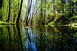Ilustracja do wpisu: Przyrodniczo-leśna ścieżka dydaktyczna „Grabiny-Łąkorz”