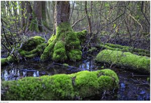 Ilustracja do wpisu: Przyrodniczo-leśna ścieżka „Szumny Zdrój”