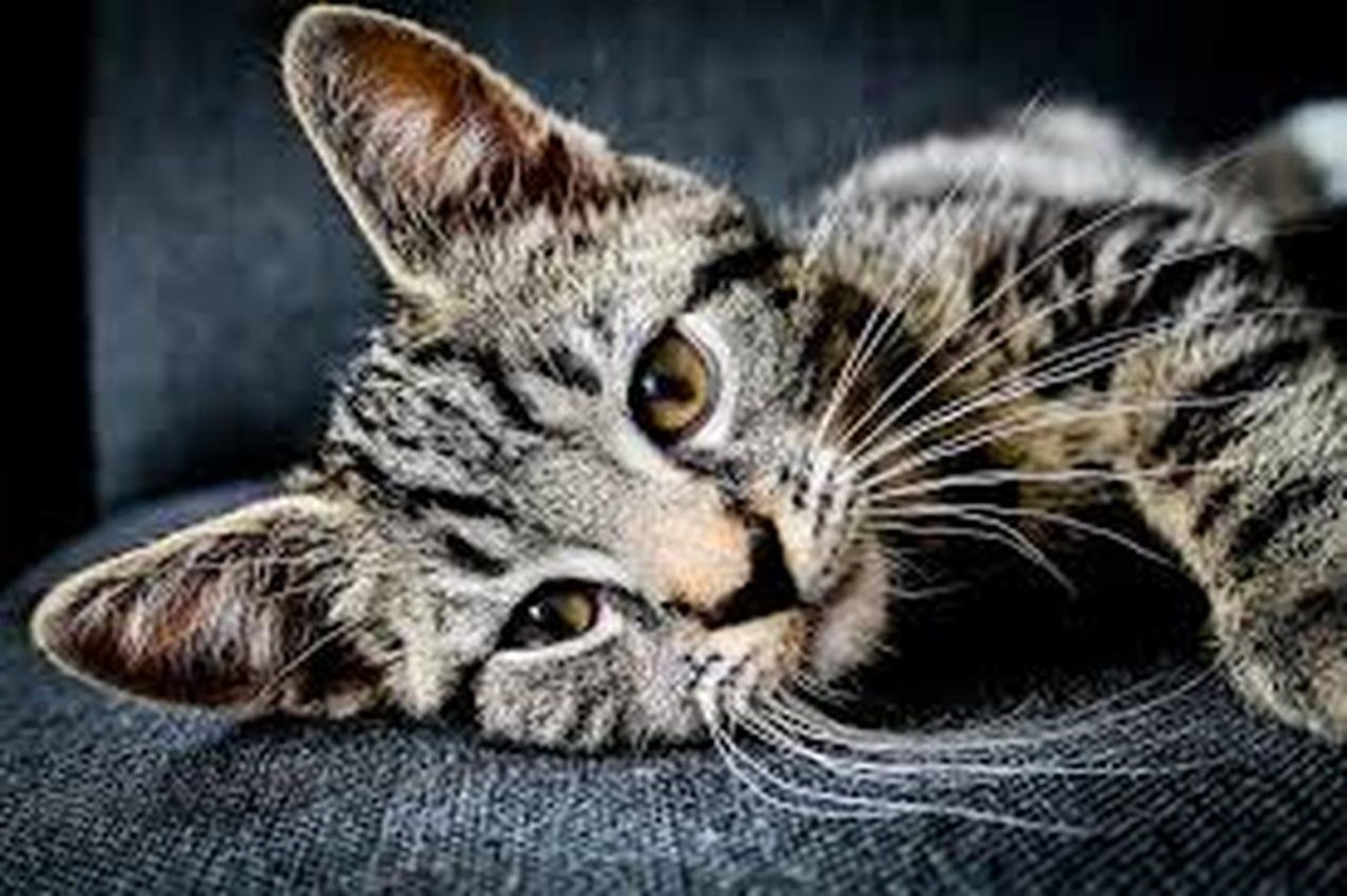 Ilustracja do wpisu: Mini Opera: KOTY i spotkała się