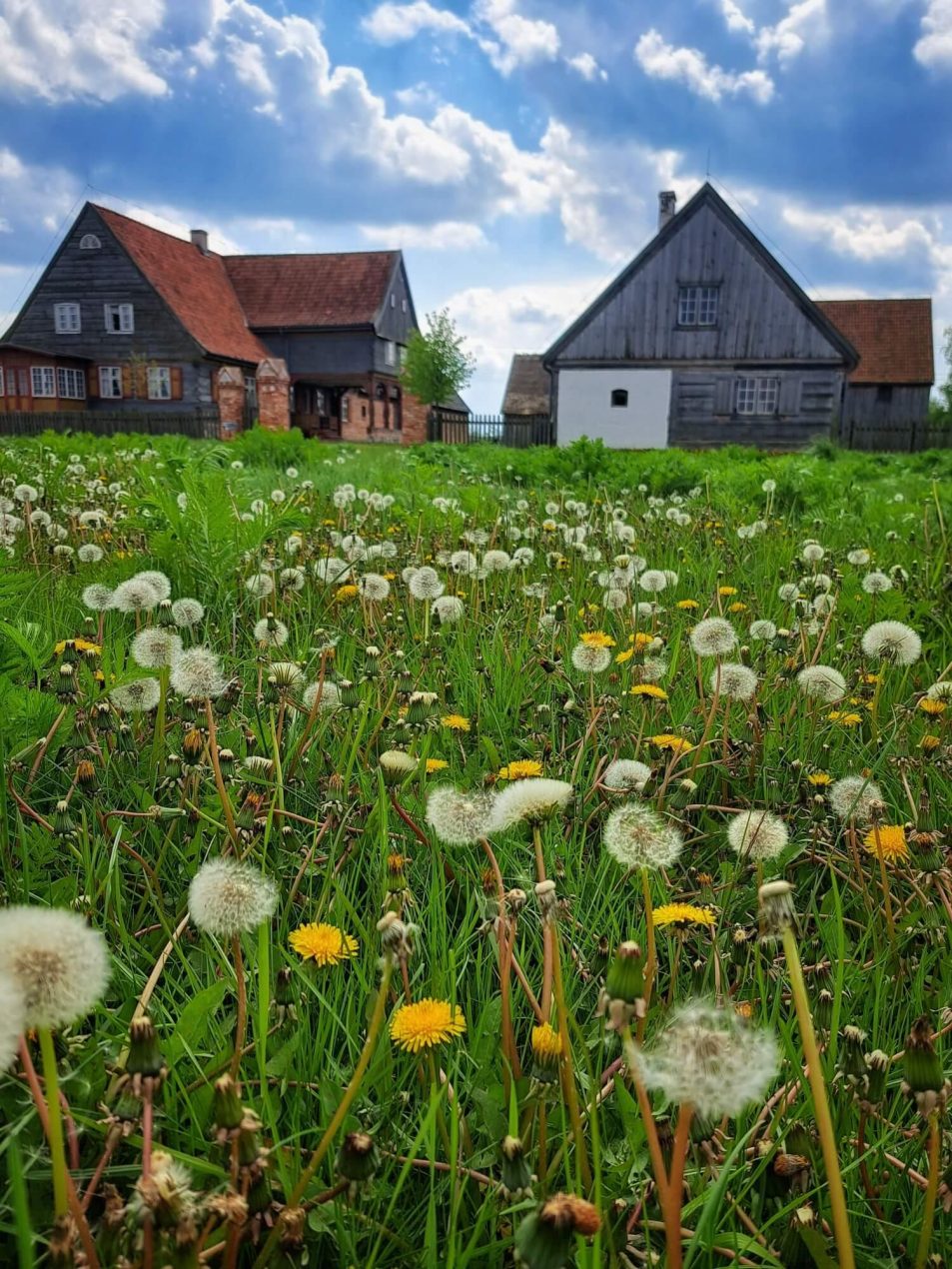 Ilustracja artykułu: Olenderski Park Etnograficzny – ekspozycja plenerowa
