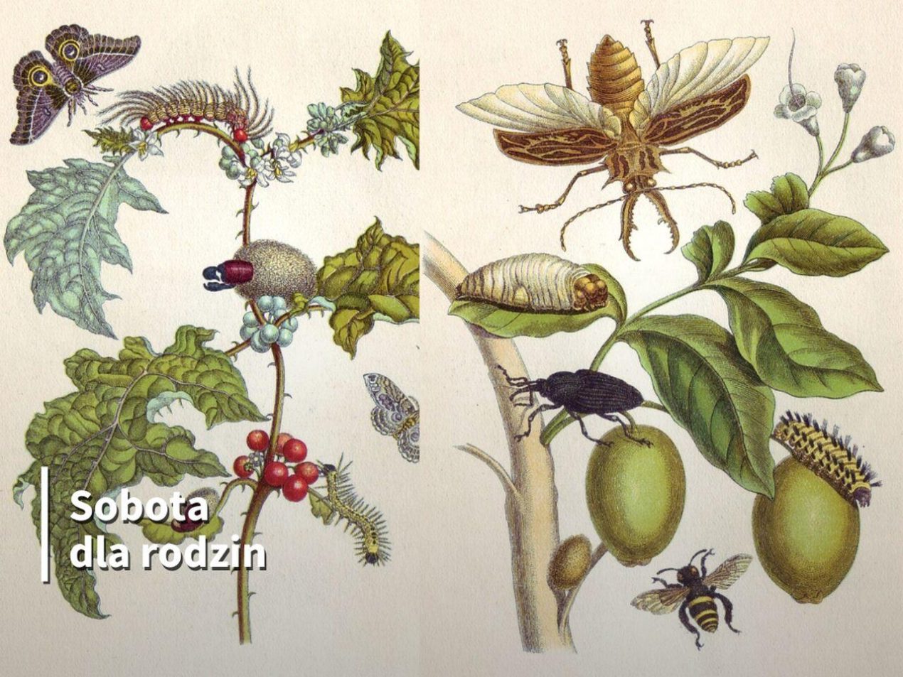 Ilustracja artykułu: Sobota dla rodzin: „Anna Wazówna i