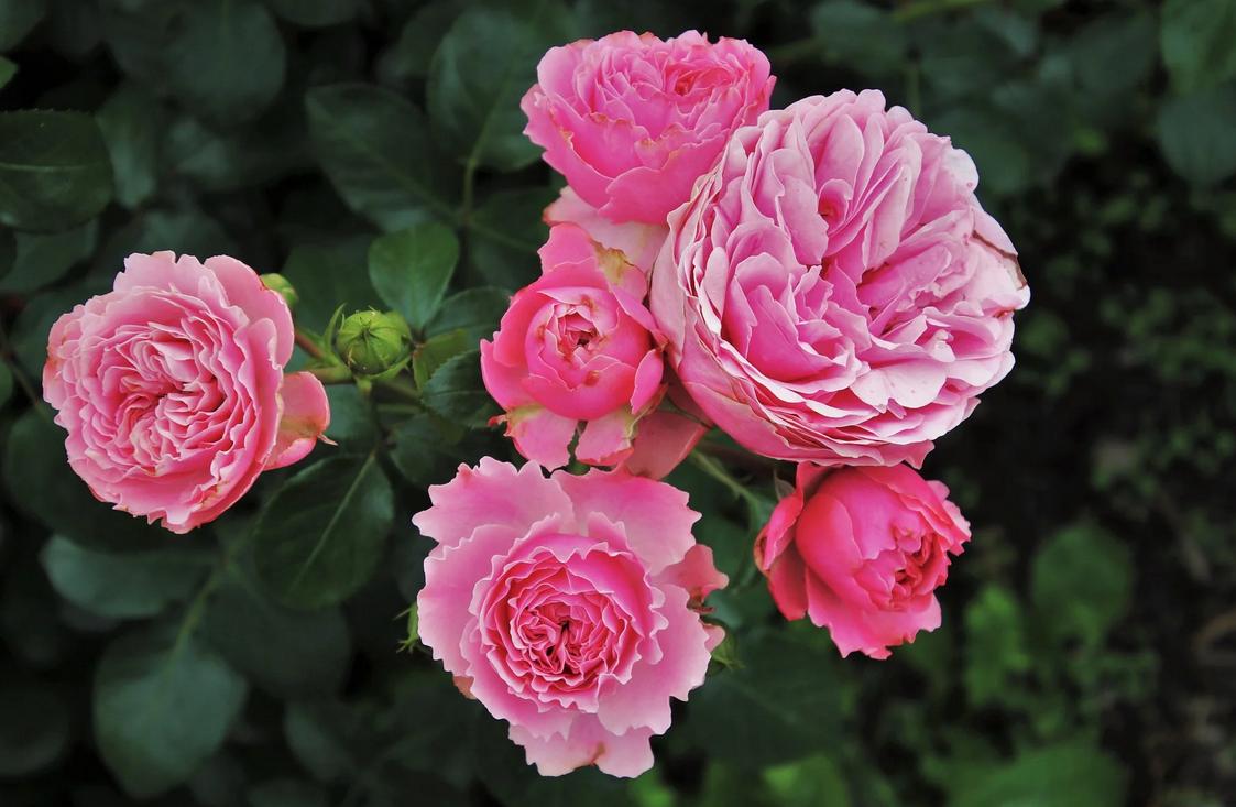 Ilustracja do wpisu: Uprawa i pielęgnacja róż w ogrodzie.