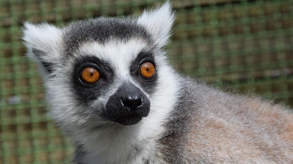 Ilustracja do wpisu: Leśny Park Kultury i Wypoczynku „Myślęcinek”