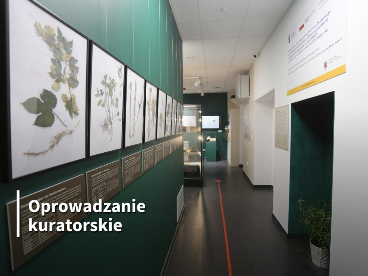 Ilustracja do wpisu: Oprowadzanie kuratorskie po wystawie „Herbaria. Utrwalona