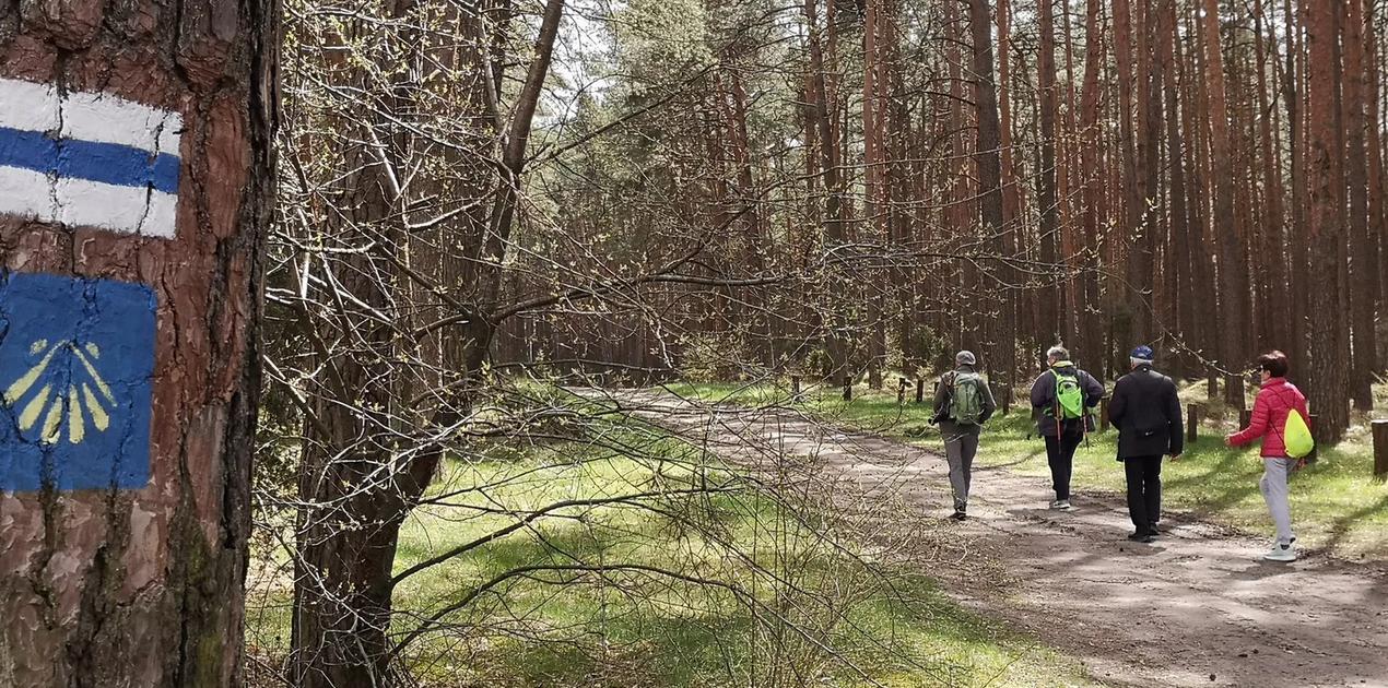 Ilustracja do wpisu: Camino Polaco na trasie Cierpice –