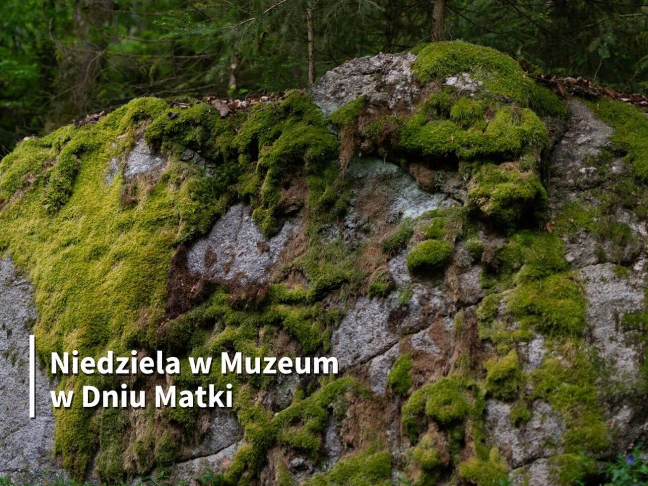 Ilustracja do wpisu: Niedziela w Muzeum z okazji Dnia