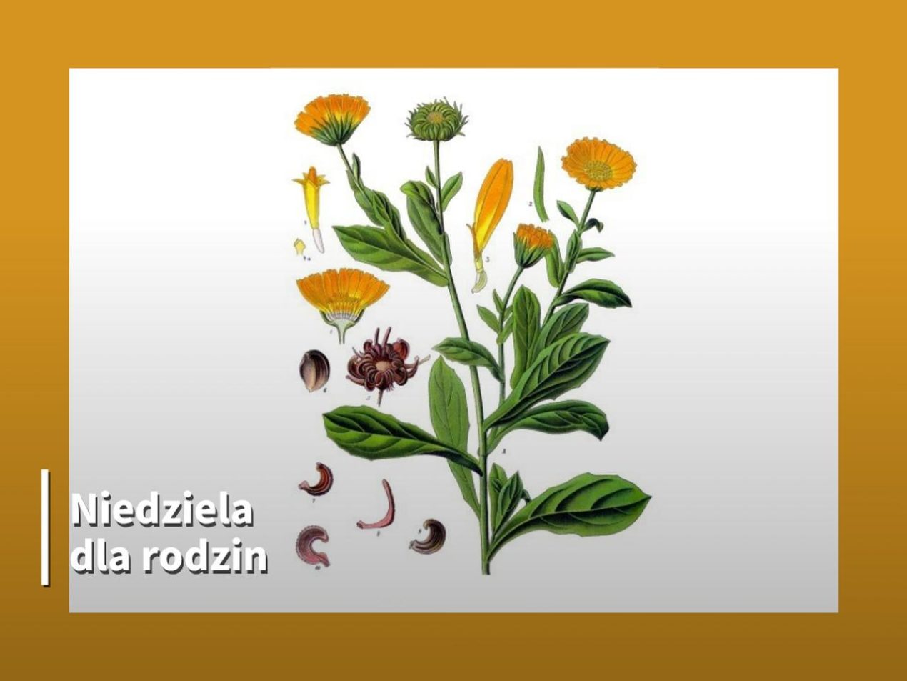 Ilustracja artykułu: Warsztaty z tworzenia kosmetyków z nagietka
