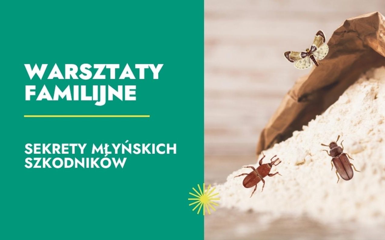 Ilustracja do wpisu: Warsztaty familijne „Sekrety młyńskich szkodników”