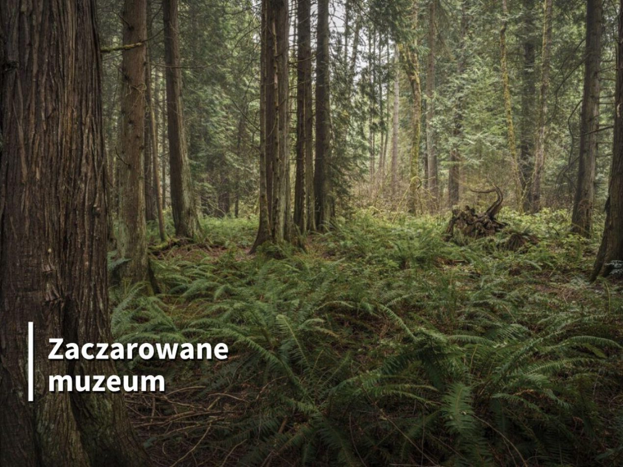 Ilustracja do wpisu: Warsztaty plastyczne „Zaczarowane muzeum”
